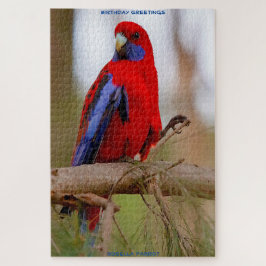 Birthday Greetings Rosella Parrot