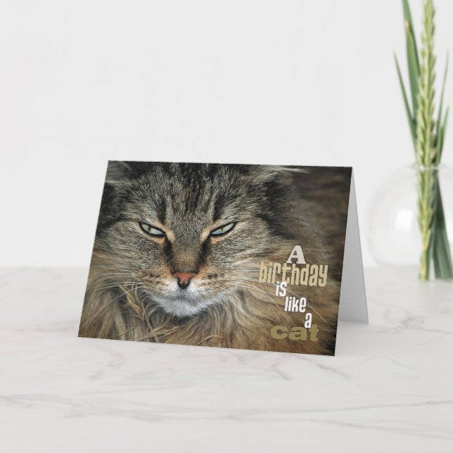 Birthday Maine Coon Cat humor Karte (Vorderseite)