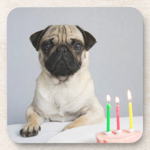 Birthday Pug Getränkeuntersetzer