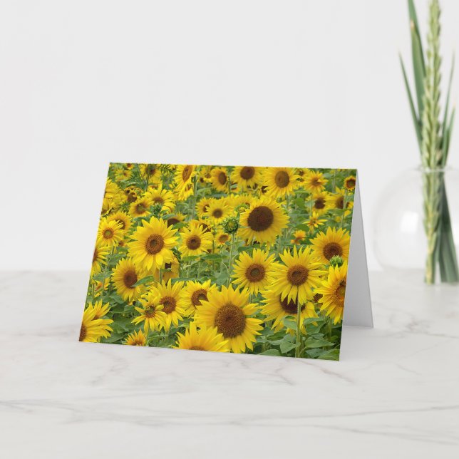 Birthday Sunflower Field Karte (Vorderseite)