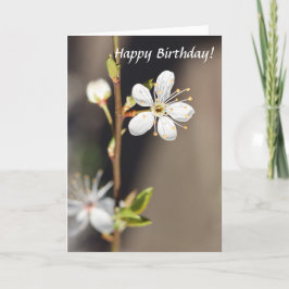 Birthday White Cherry Blüten Karte
