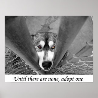 Bis es keine gibt, adoptier eins poster