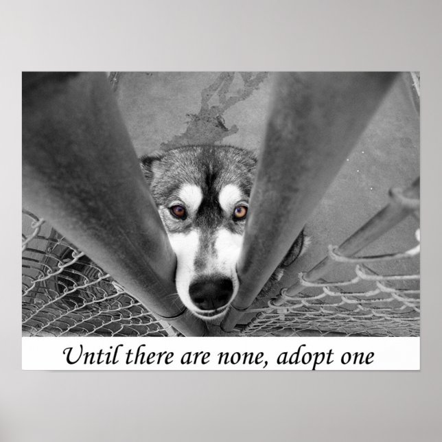 Bis es keine gibt, adoptier eins poster (Vorne)