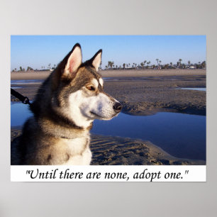 Bis es keine gibt, adoptier eins poster