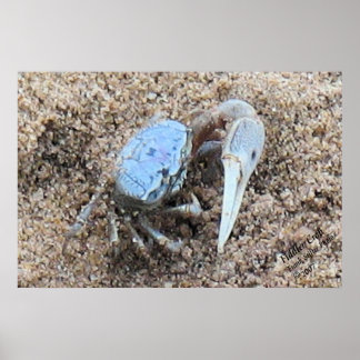 Bis Nah und dreckig! ! Fiddler Crab Poster