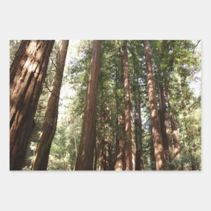 Bis Redwoods II im Muir Woods National Monument Geschenkpapier Set