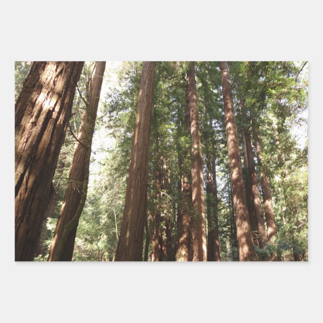 Bis Redwoods II im Muir Woods National Monument Geschenkpapier Set (Vorderseite)