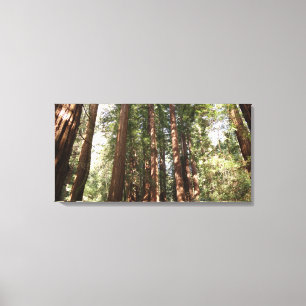 Bis Redwoods II im Muir Woods National Monument Leinwanddruck