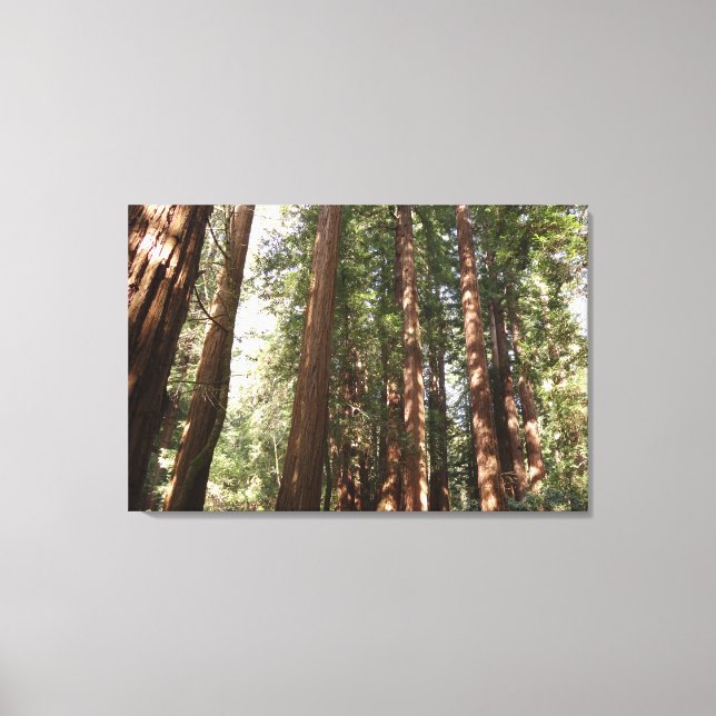 Bis Redwoods II im Muir Woods National Monument Leinwanddruck (Vorderseite)