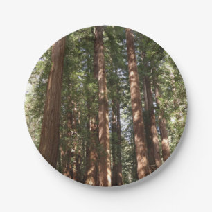 Bis Redwoods II im Muir Woods National Monument Pappteller