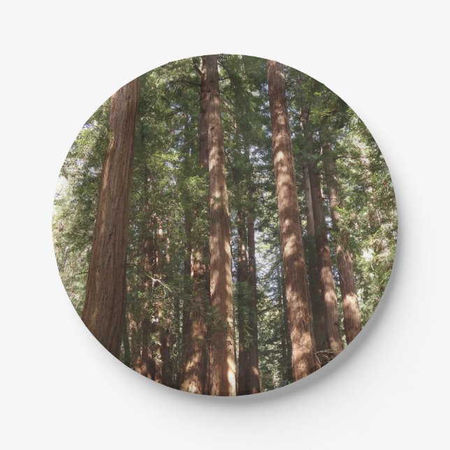Bis Redwoods II im Muir Woods National Monument Pappteller (Vorderseite)