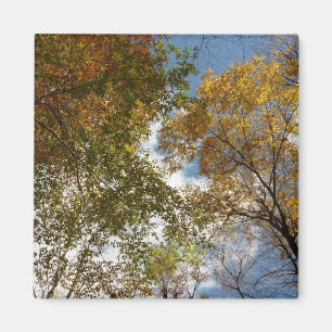 Bis zu den Herbstlauben II Herbstnatur Magnet