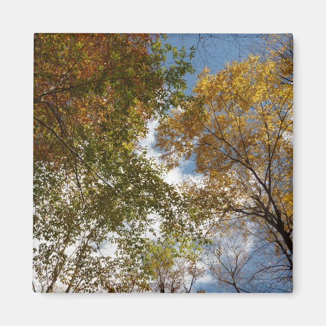Bis zu den Herbstlauben II Herbstnatur Magnet (Vorne)
