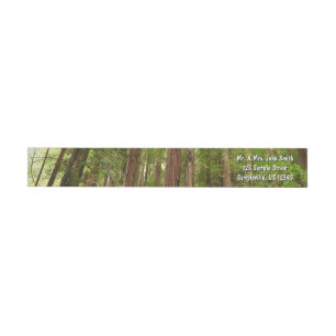 Bis zu den Redwoods I im Muir Woods National Monum