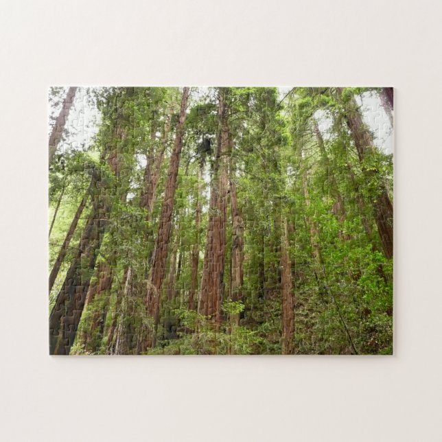 Bis zu Redwoods I im Muir Woods National Monument (Horizontal)