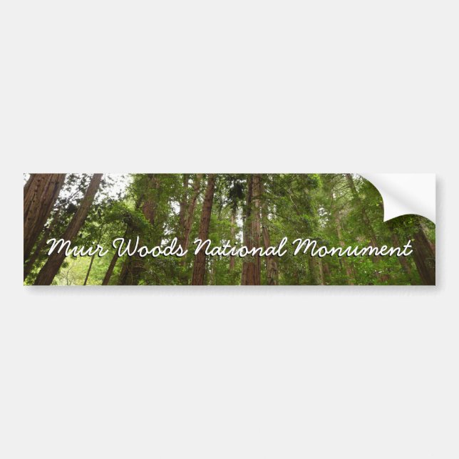 Bis zu Redwoods I im Muir Woods National Monument Autoaufkleber (Vorne)