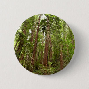 Bis zu Redwoods I im Muir Woods National Monument Button