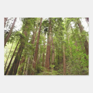 Bis zu Redwoods I im Muir Woods National Monument Geschenkpapier Set