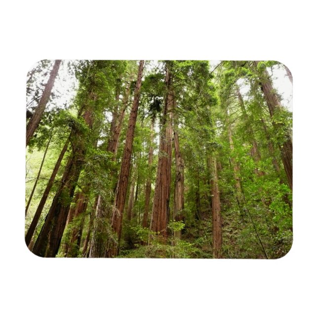 Bis zu Redwoods I im Muir Woods National Monument Magnet (Horizontal)