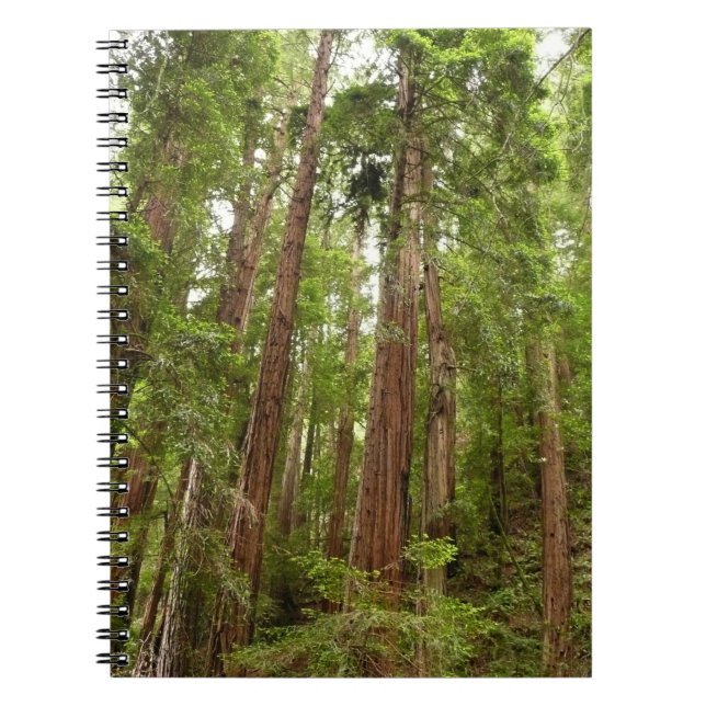 Bis zu Redwoods I im Muir Woods National Monument Notizblock (Vorderseite)