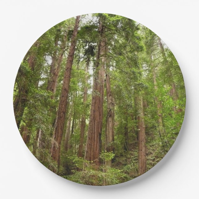 Bis zu Redwoods I im Muir Woods National Monument Pappteller (Vorderseite)