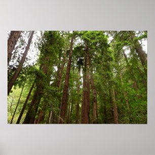 Bis zu Redwoods I im Muir Woods National Monument Poster