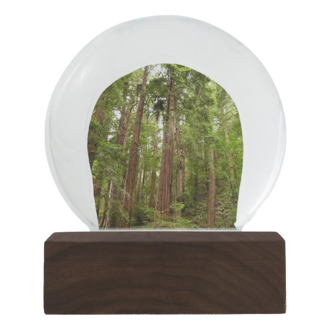 Bis zu Redwoods I im Muir Woods National Monument Schneekugel (Vorderseite)
