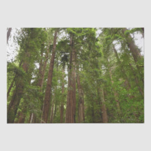 Bis zu Redwoods I im Muir Woods National Monument Seidenpapier