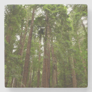Bis zu Redwoods I im Muir Woods National Monument Steinuntersetzer