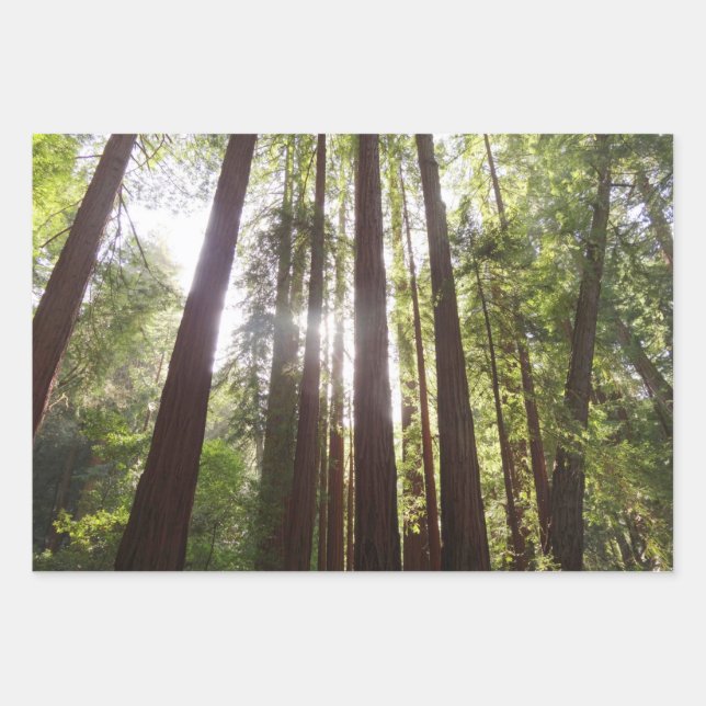 Bis zum Redwoods am Morgen Geschenkpapier Set (Vorderseite)
