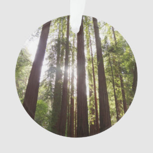 Bis zum Redwoods am Morgen Ornament