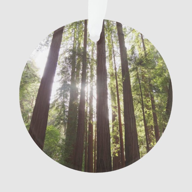 Bis zum Redwoods am Morgen Ornament (Vorderseite)