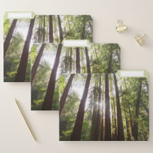 Bis zum Redwoods am Morgen