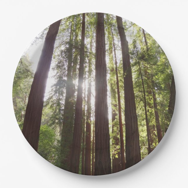 Bis zum Redwoods am Morgen Pappteller (Vorderseite)