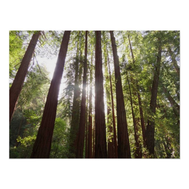 Bis zum Redwoods am Morgen Poster (Vorderseite)