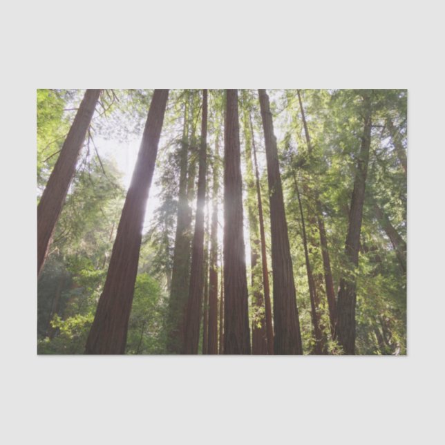 Bis zum Redwoods am Morgen Seidenpapier (Vorderseite)