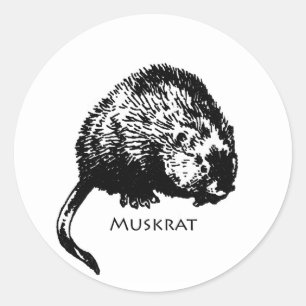 Bisamratte (Illustration) Runder Aufkleber