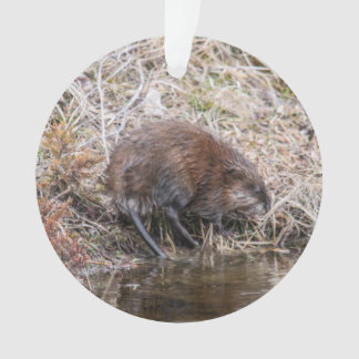 Bisamratte Ornament