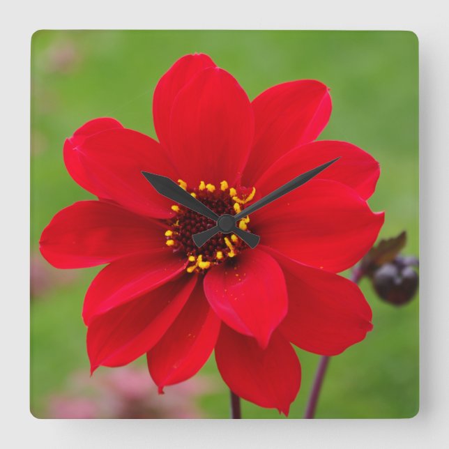 Bishop of Llandaff Dahlia Quadratische Wanduhr (Vorderseite)