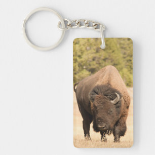 Bison
