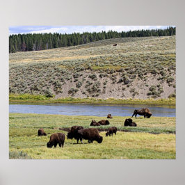 Bison Along Yellowstone River im Hayden Valley Poster