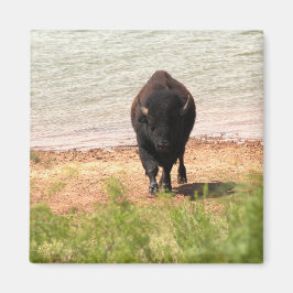 Bison am Wasser Magnet