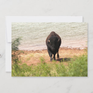 Bison am Wasser Mitteilungskarte