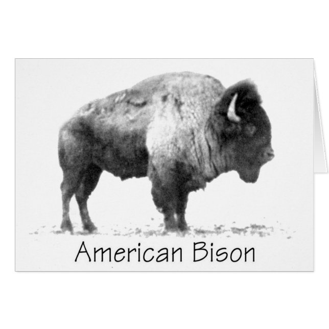 Bison américain (Devant horizontal)