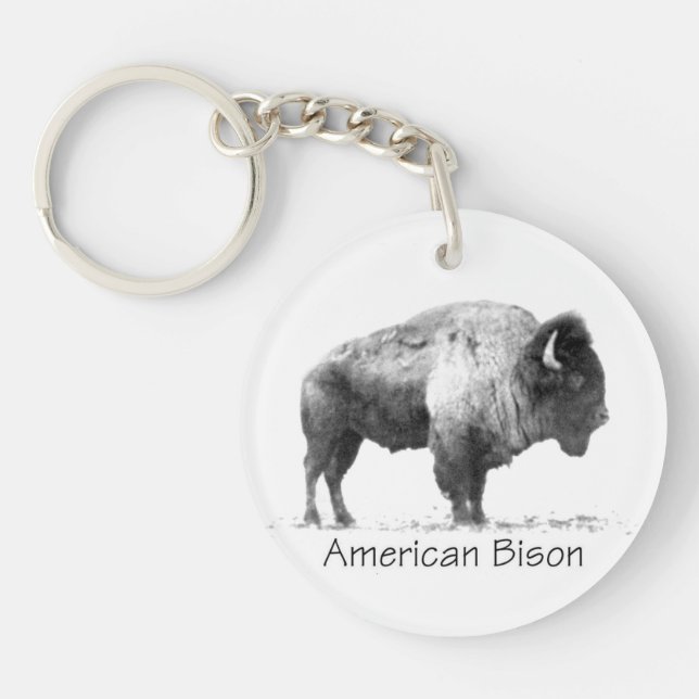Bison américain (Devant)