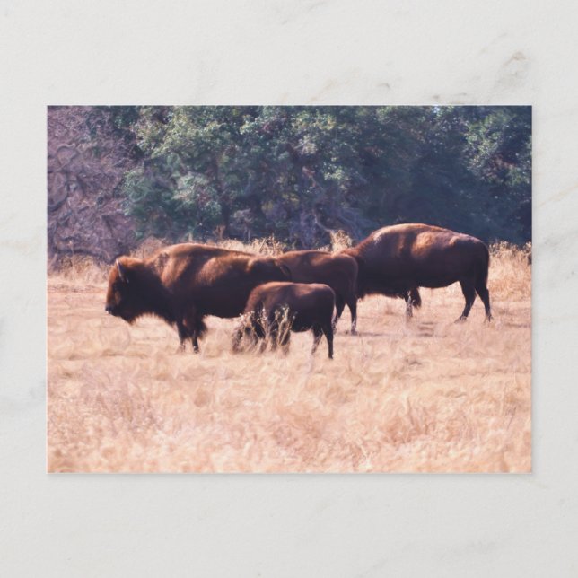 Bison an LBJ Park Postkarte (Vorderseite)
