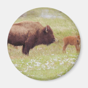 Bison and Calf in Yellowstone Magnet