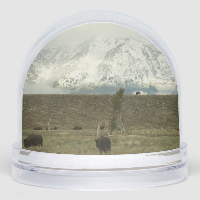 Bison at Grand Teton National Park Photography Schneekugeln (Vorderseite)