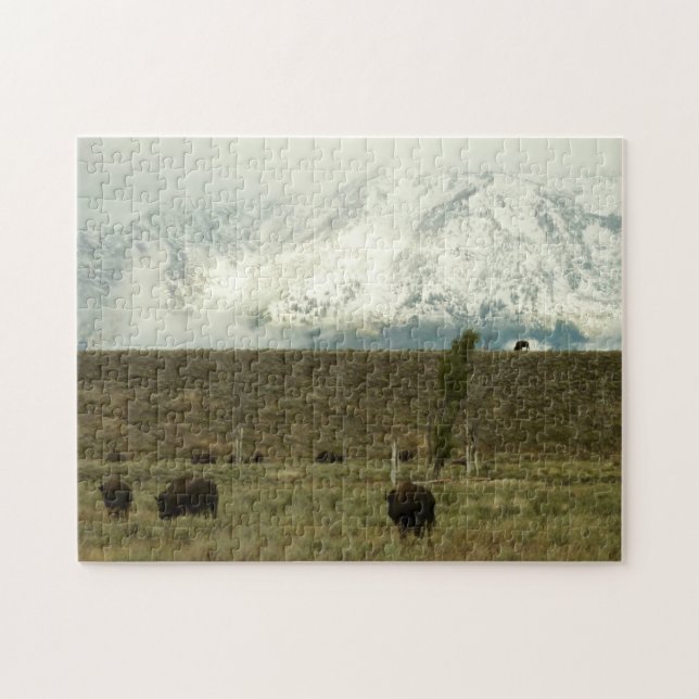 Bison at Grand Teton Nationalpark Fotografie (Horizontal)