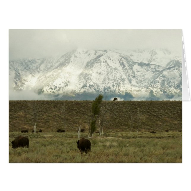 Bison at Grand Teton Nationalpark Fotografie (Vorderseite (Horizontal))